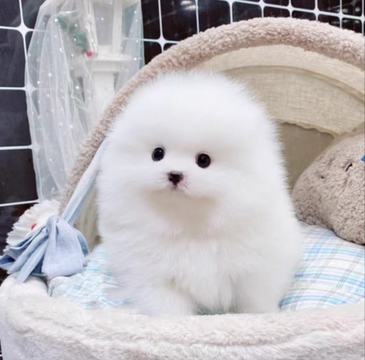 狗舍直销批发价格出售博美犬